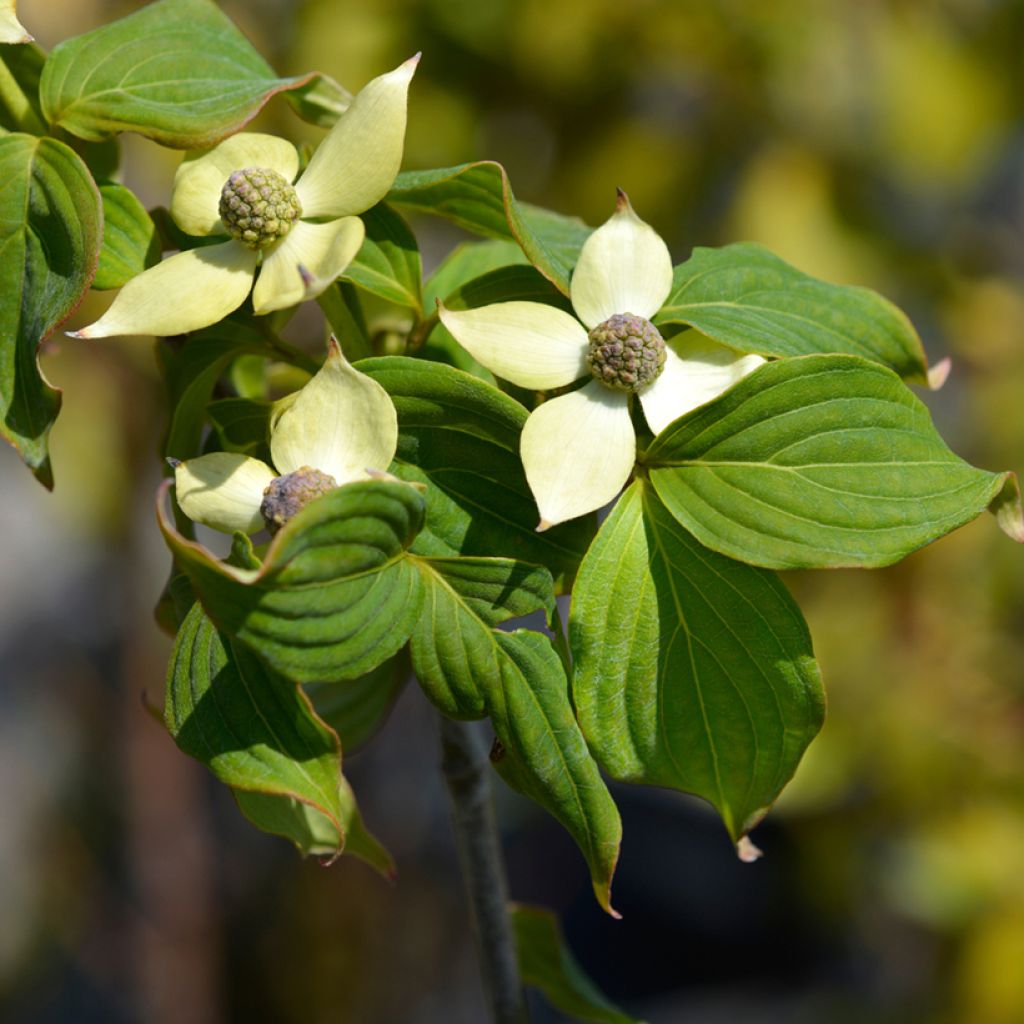 Japanischer Blumen-Hartriegel Teutonia - Cornus kousa