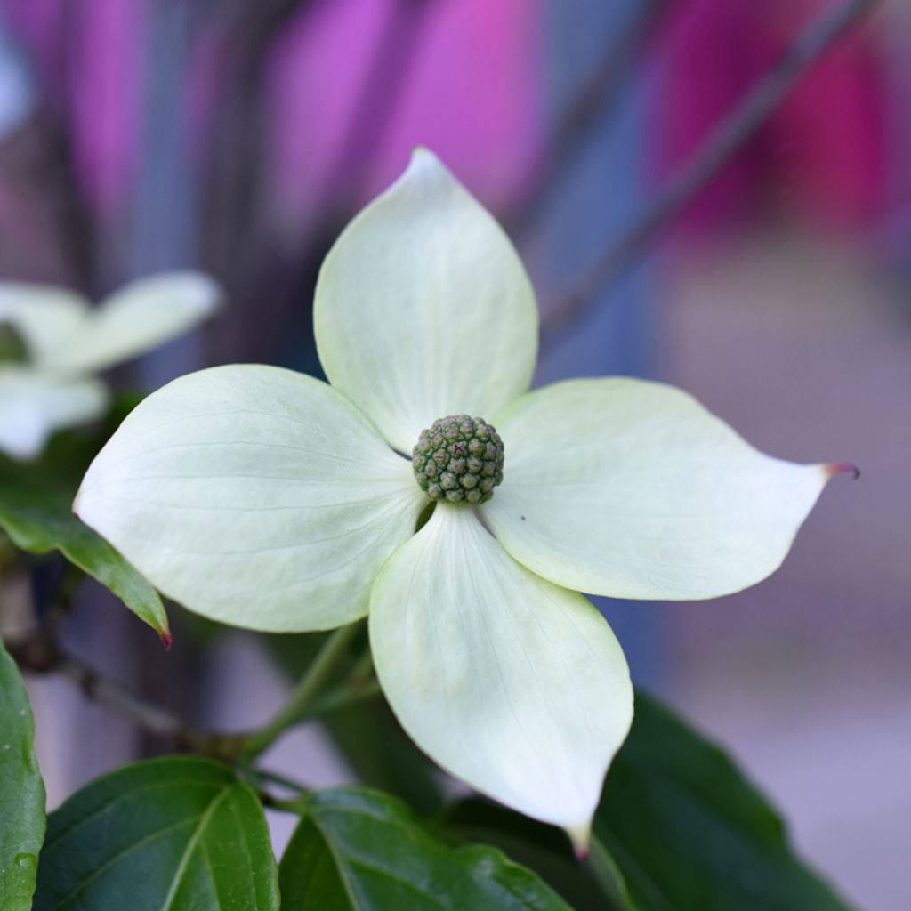 Japanischer Blumen-Hartriegel Teutonia - Cornus kousa