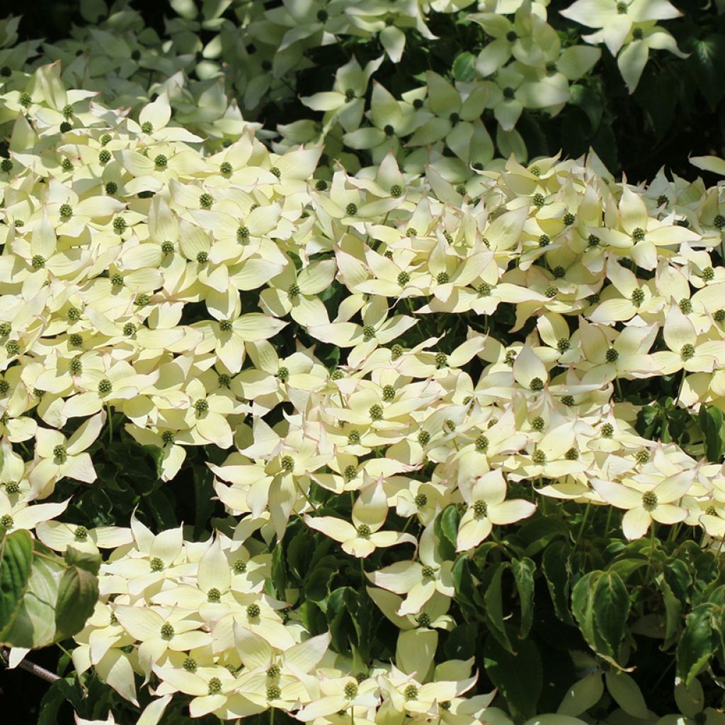 Japanischer Blumen-Hartriegel Weisse Fontaine - Cornus kousa