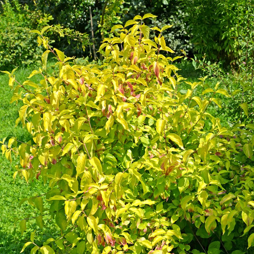 Kornelkirsche Aurea - Cornus mas