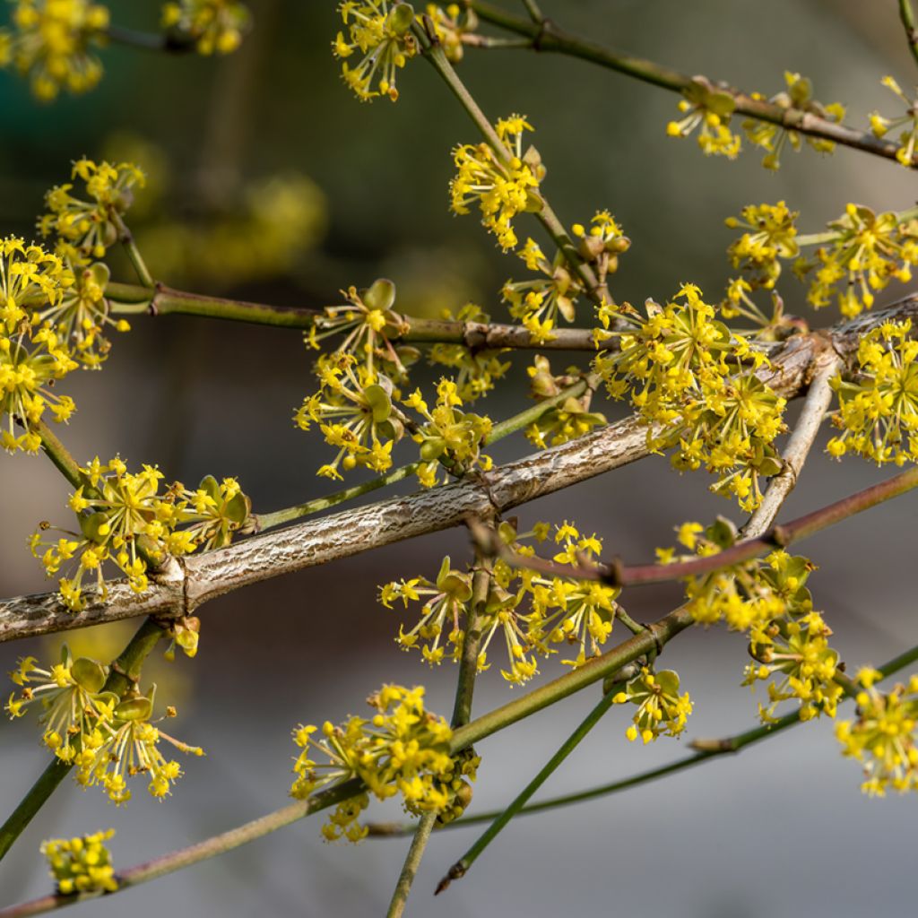 Kornelkirsche Aurea - Cornus mas