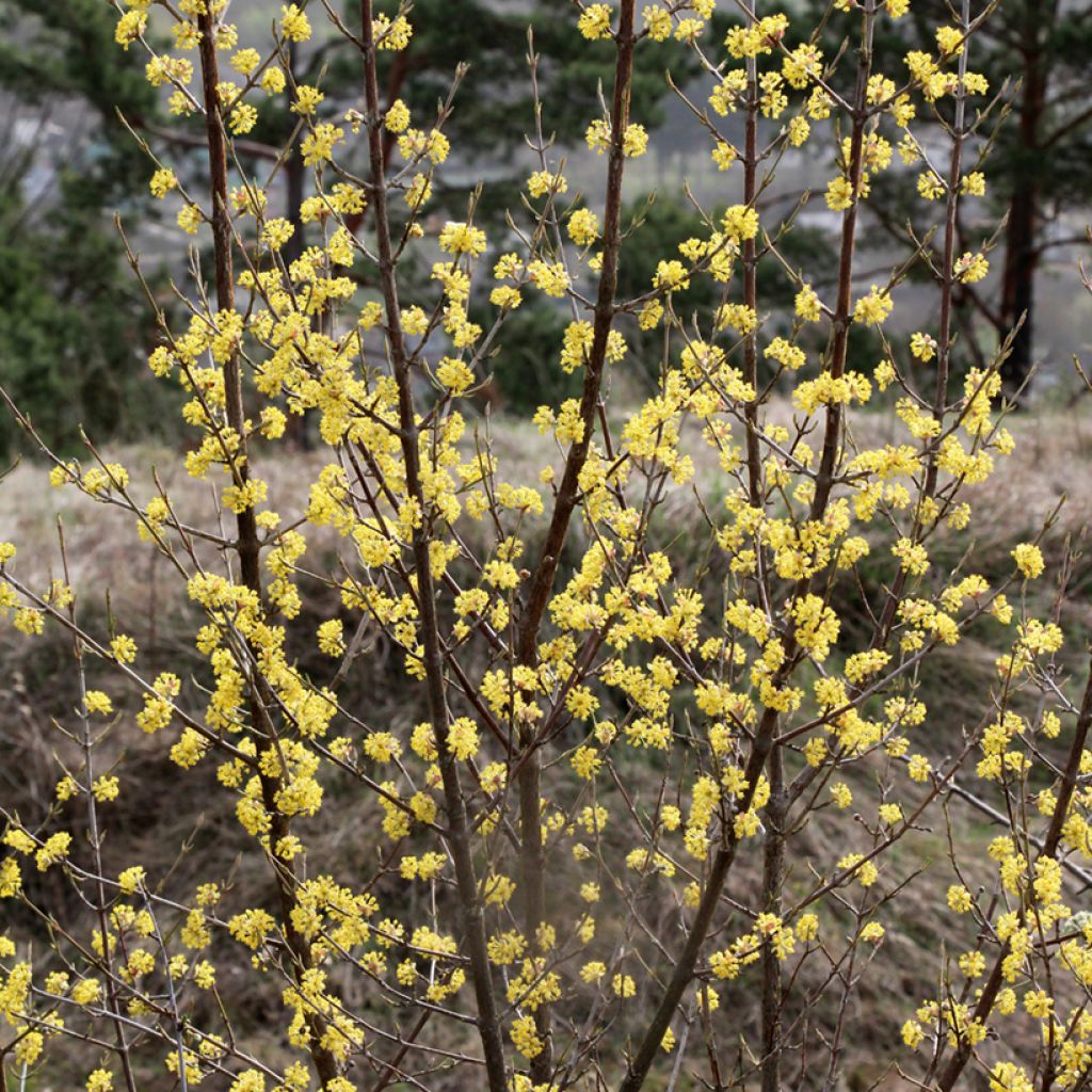 Kornelkirsche - Cornus mas