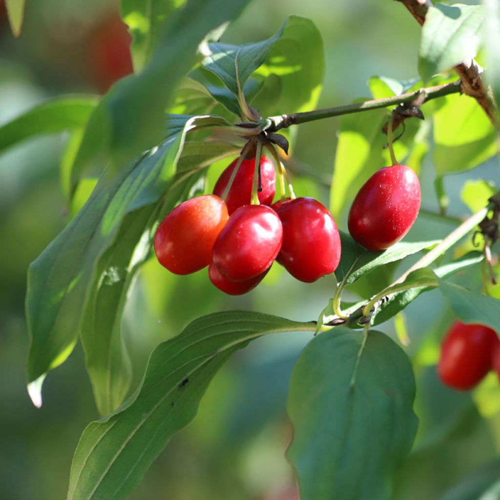Kornelkirsche - Cornus mas