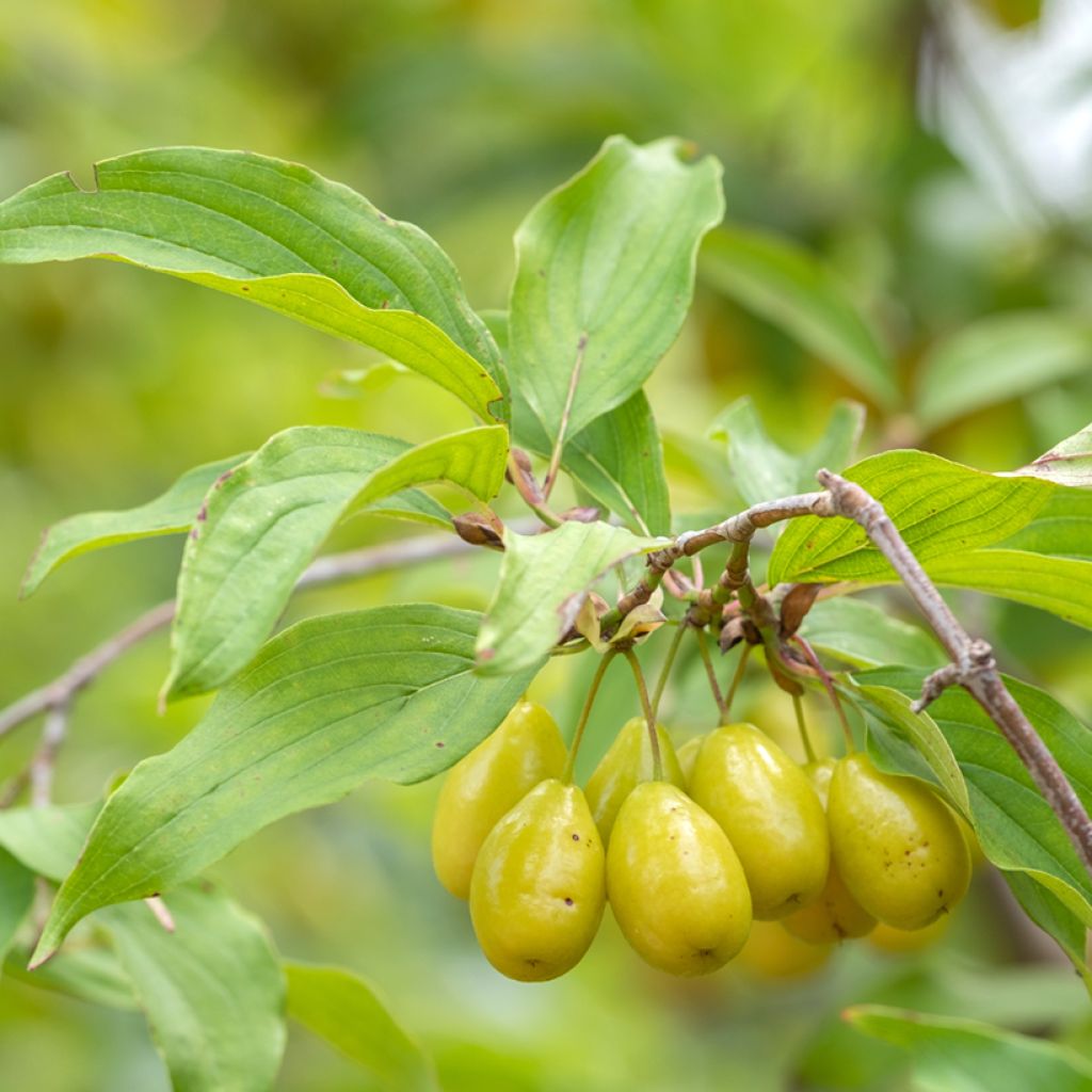 Kornelkirsche Jolico - Cornus mas
