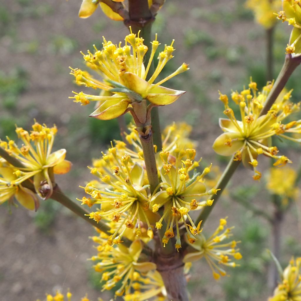 Kornelkirsche Jolico - Cornus mas
