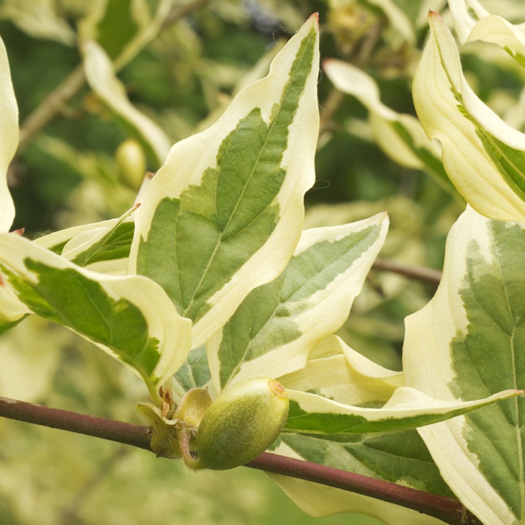 Kornelkirsche Variegata - Cornus mas