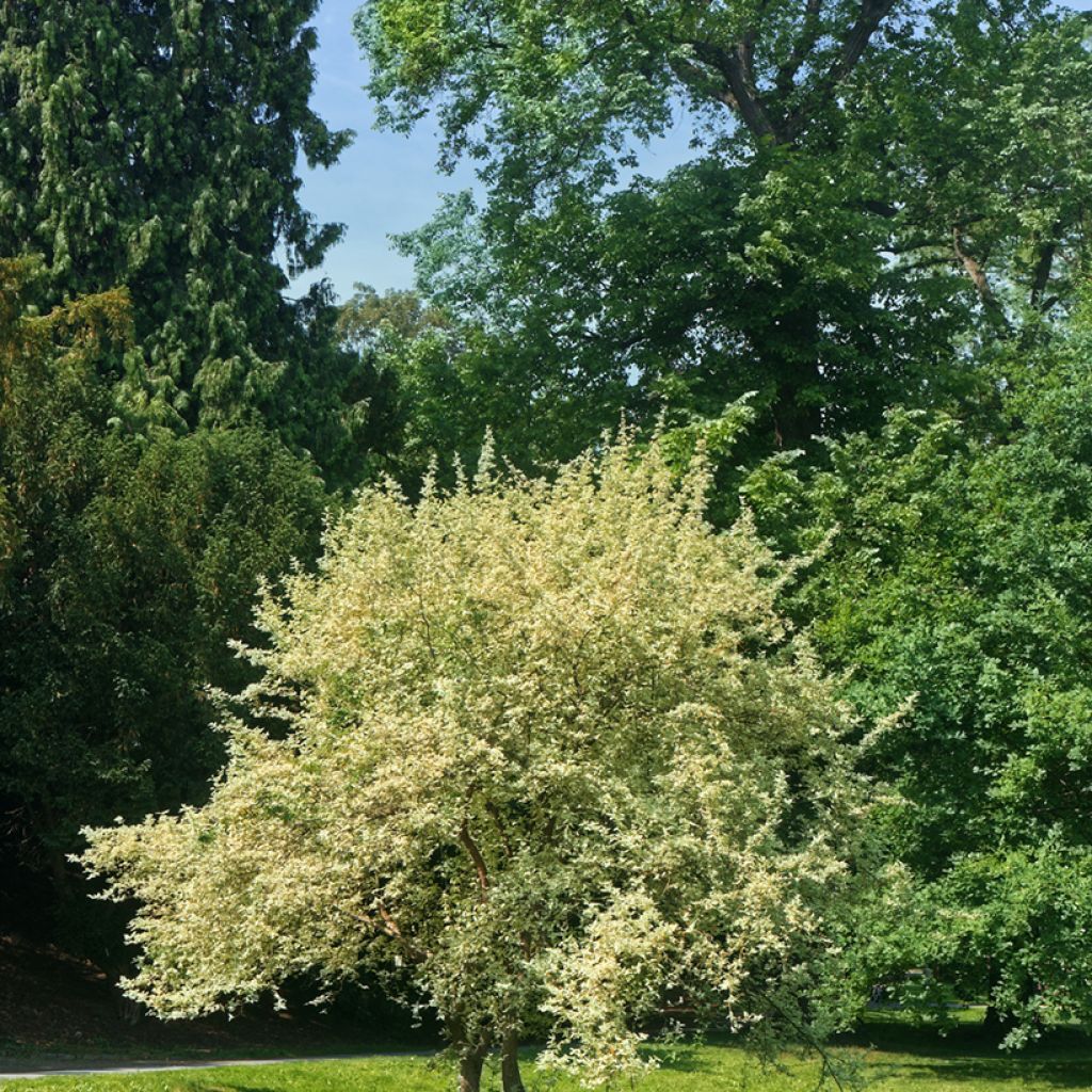 Kornelkirsche Variegata - Cornus mas