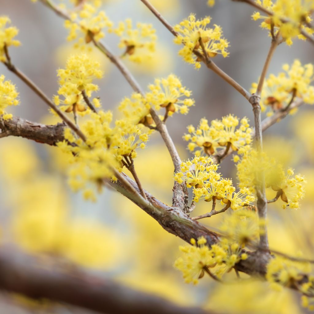 Asiatische Kornelkirsche - Cornus officinalis
