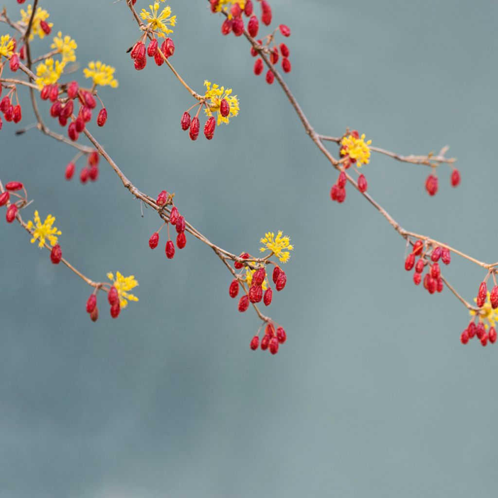 Asiatische Kornelkirsche - Cornus officinalis