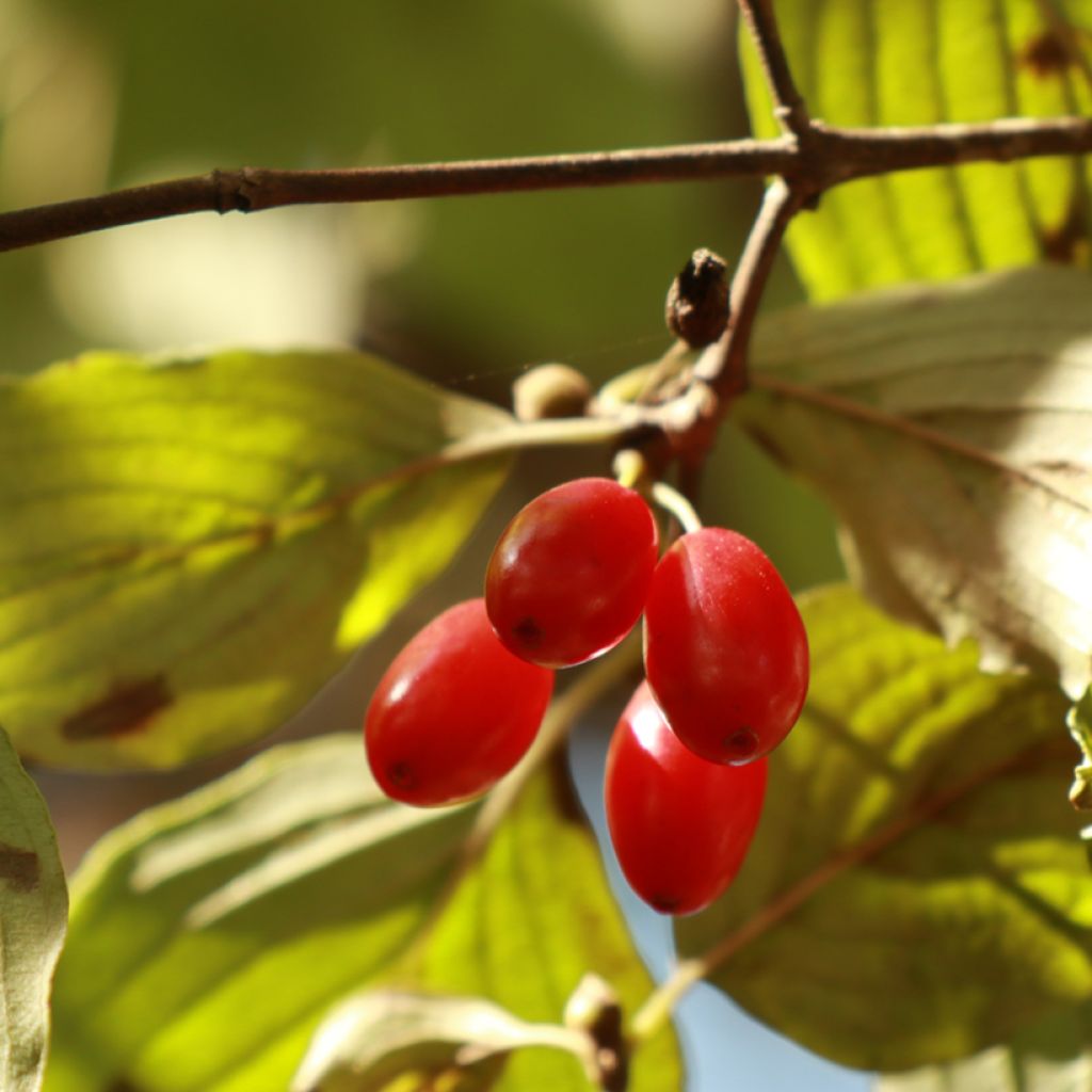 Asiatische Kornelkirsche - Cornus officinalis