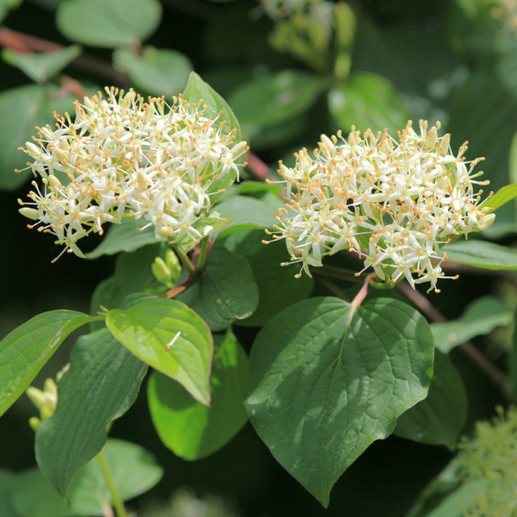 Roter Hartriegel - Cornus sanguinea