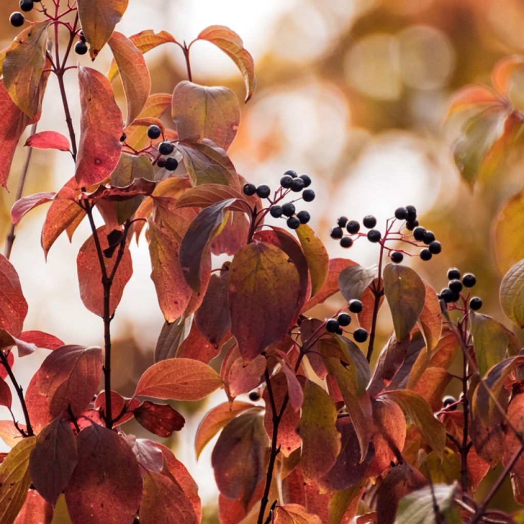 Roter Hartriegel - Cornus sanguinea