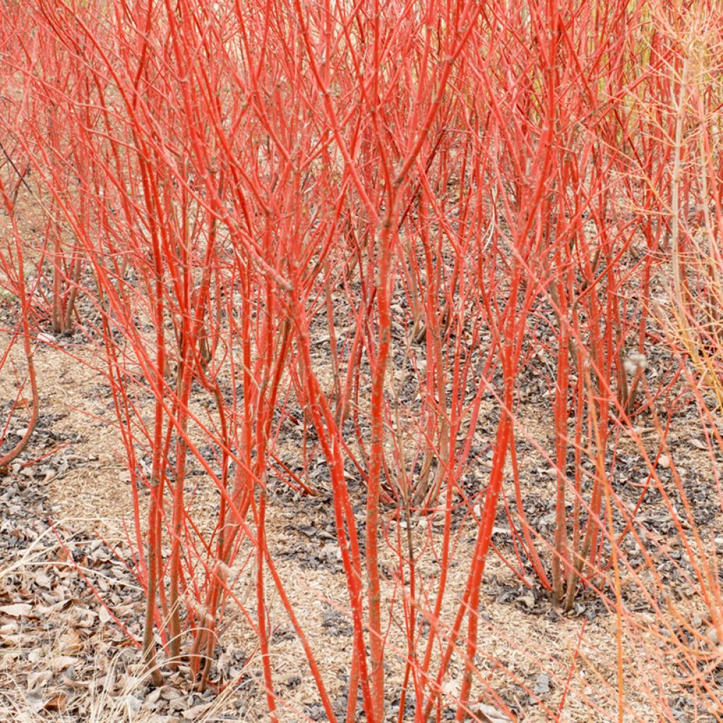Roter Hartriegel Mid Winter Fire - Cornus sanguinea