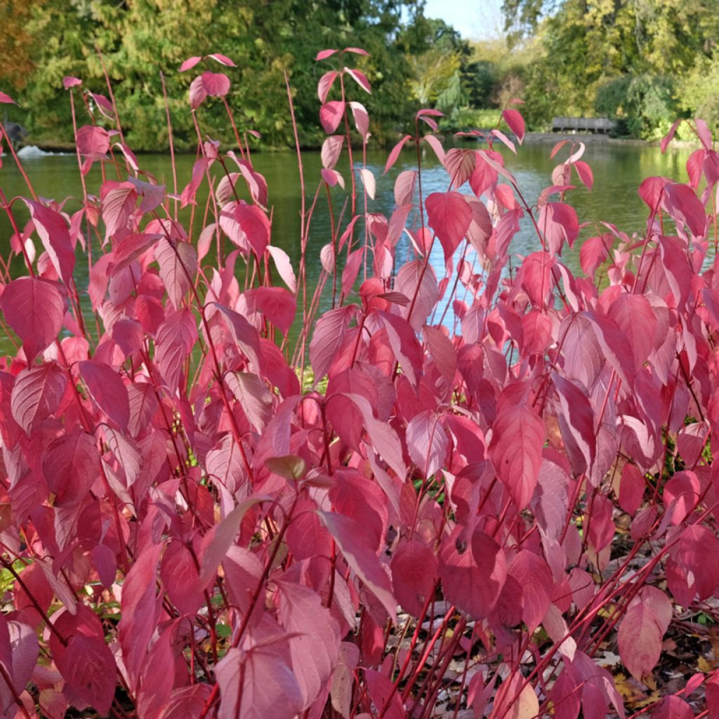 Seidige Hartriegel Baileyi - Cornus sericea