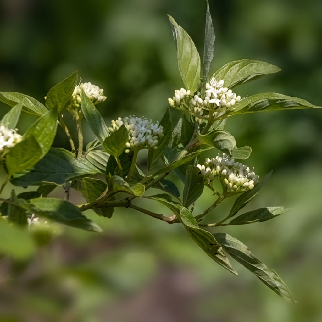 Seidige Hartriegel Cardinal - Cornus sericea