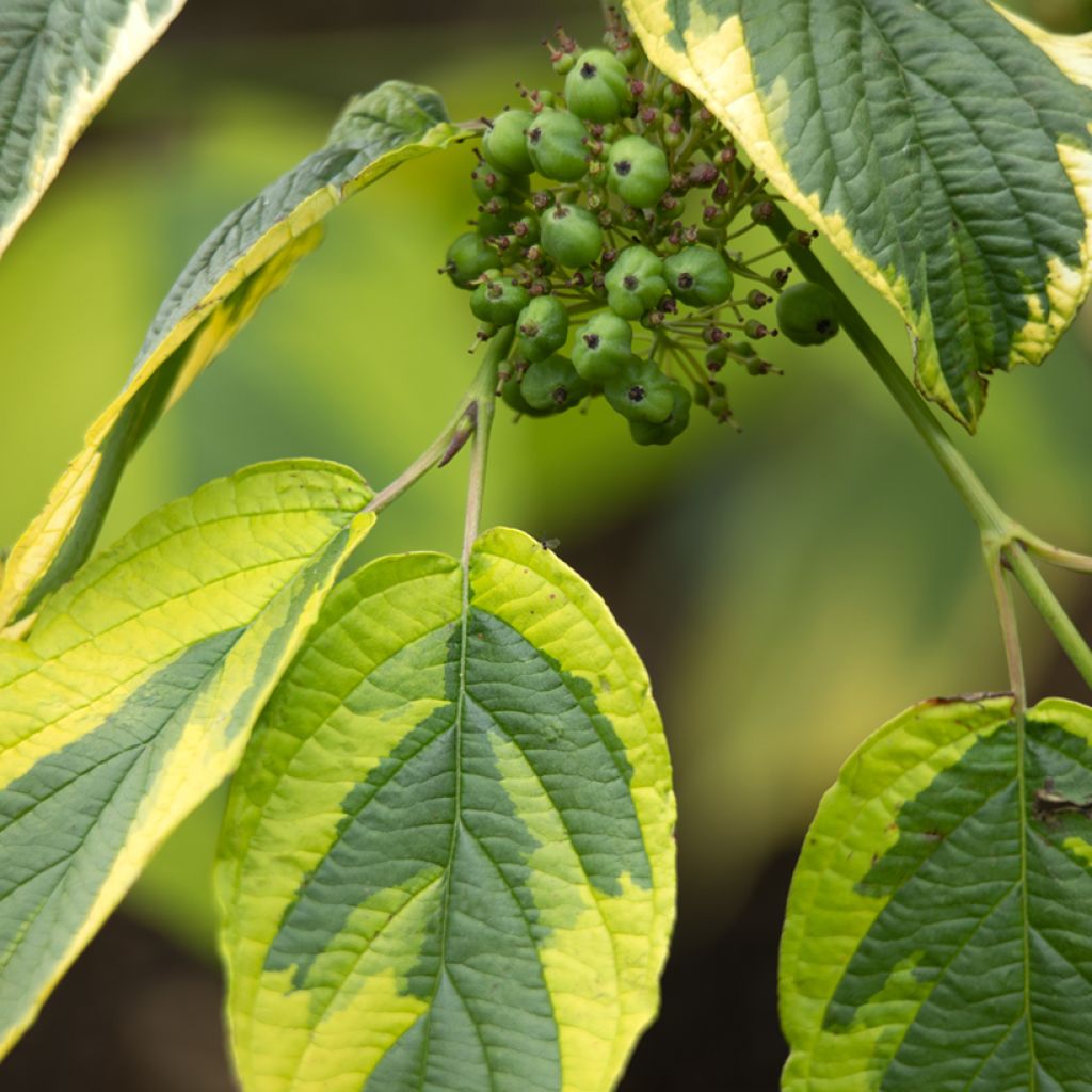 Seidige Hartriegel Hedgerow's Gold - Cornus sericea