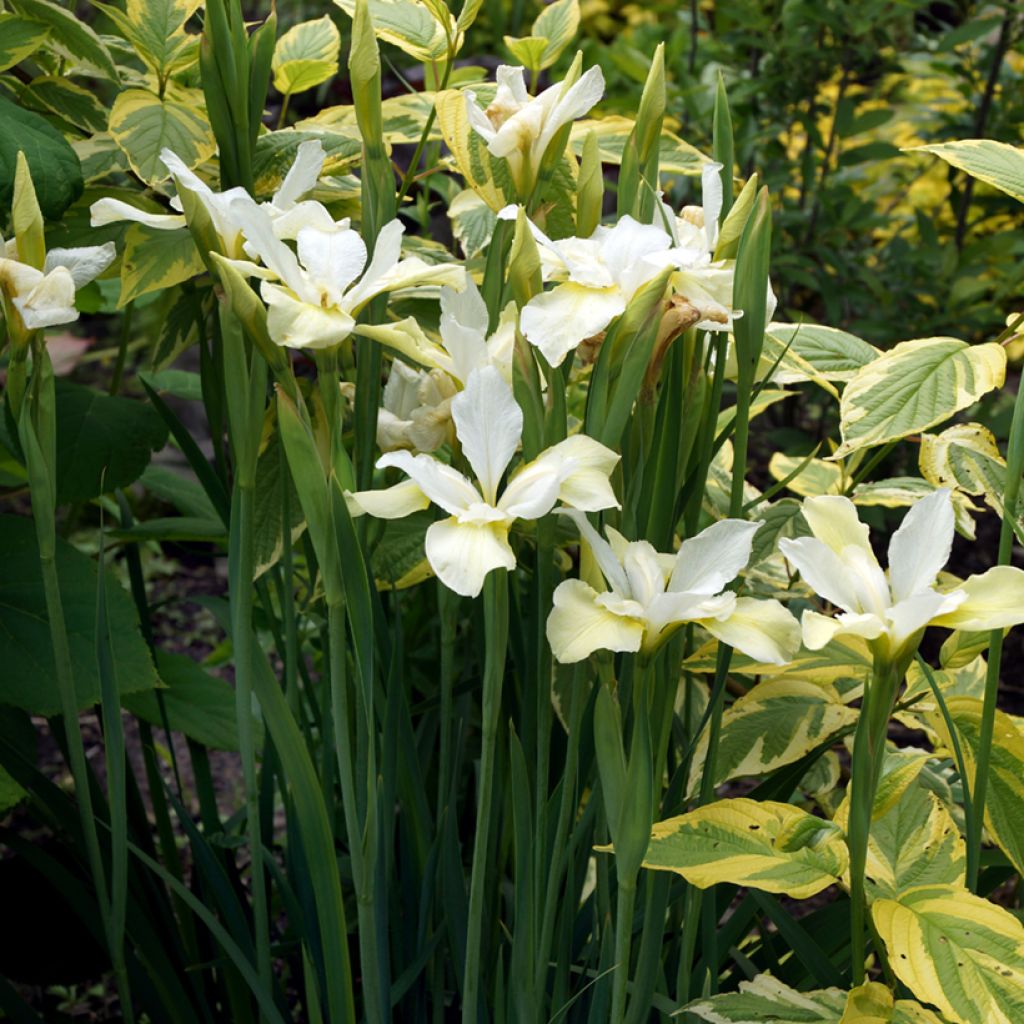Seidige Hartriegel Hedgerow's Gold - Cornus sericea