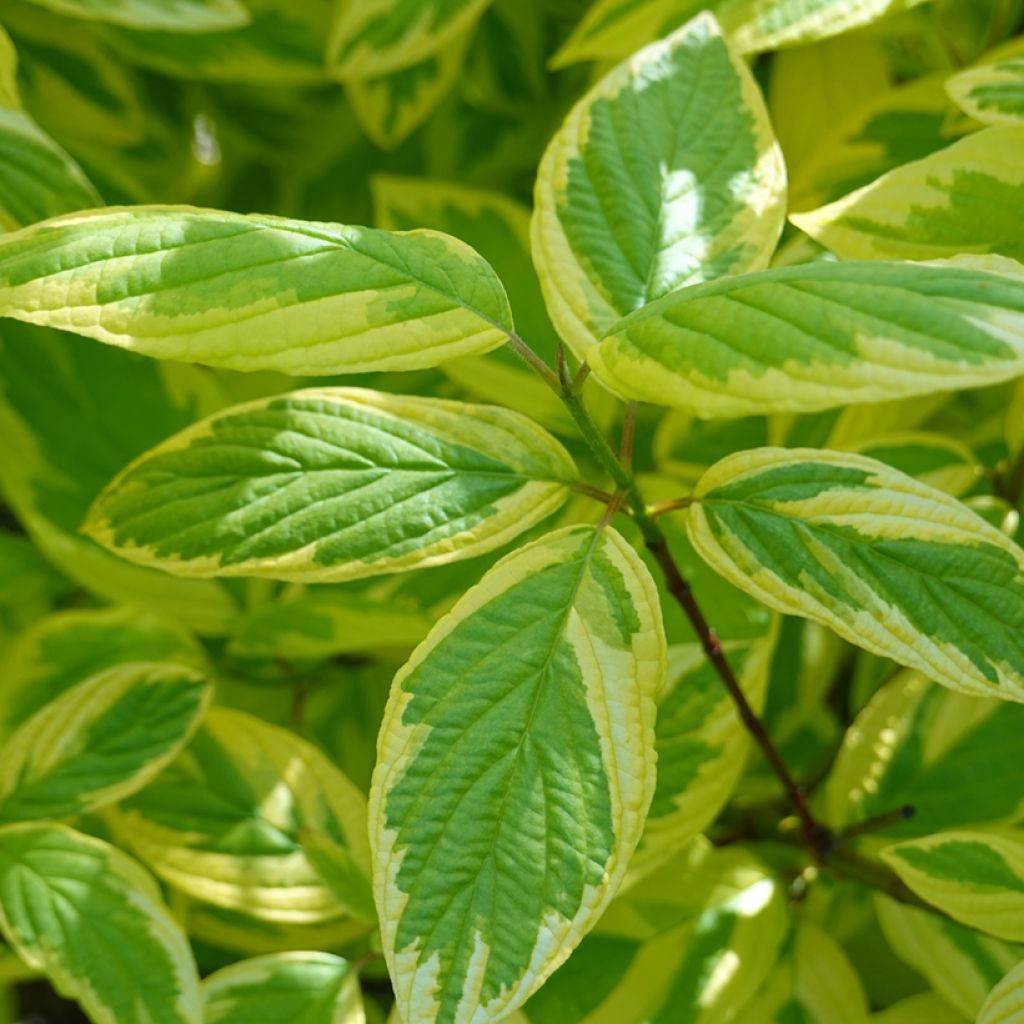 Seidige Hartriegel Hedgerow's Gold - Cornus sericea