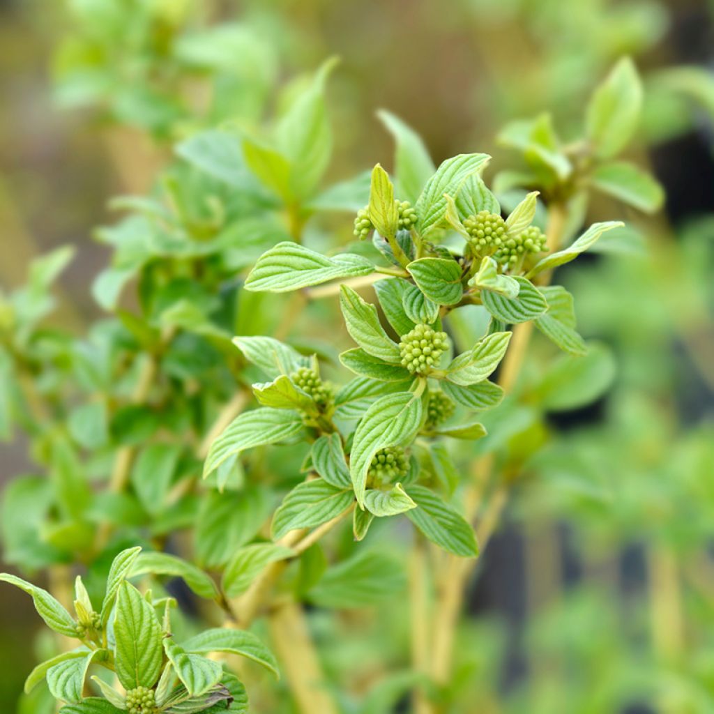 Seidige Hartriegel Flaviramea - Cornus sericea