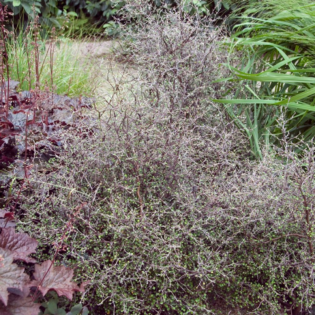 Corokia cotoneaster - Zickzackstrauch