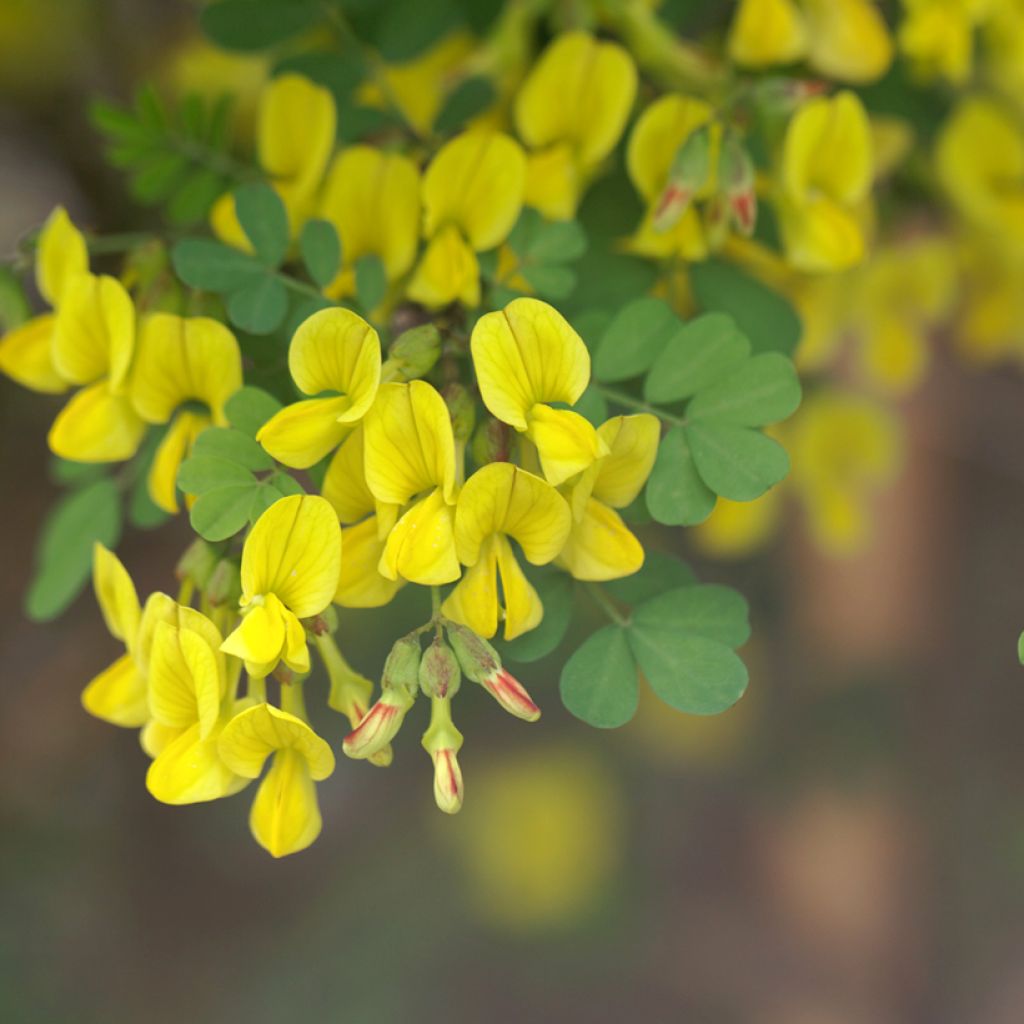 Hippocrepis emerus - Strauchkronwicke