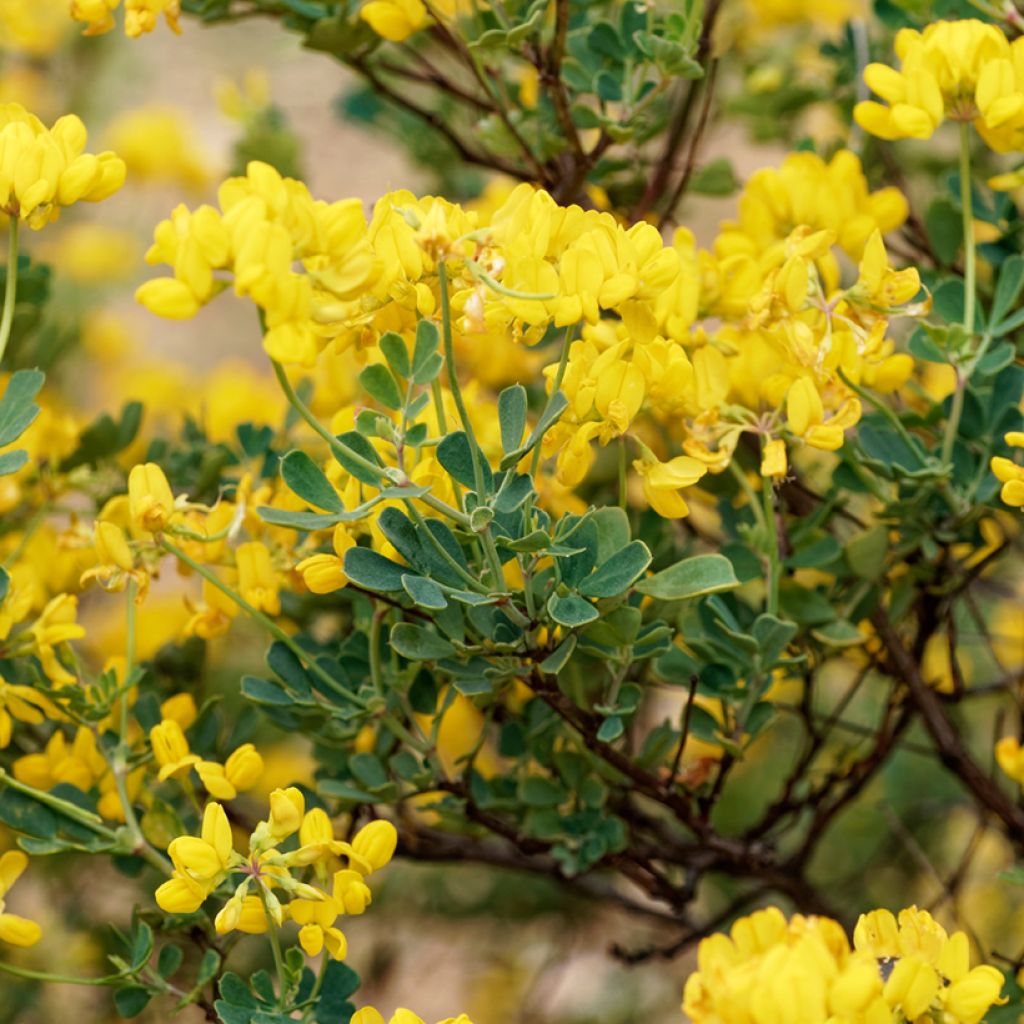 Hippocrepis emerus - Strauchkronwicke