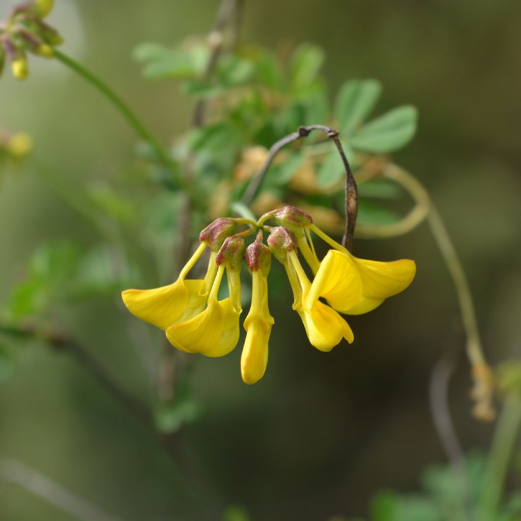 Hippocrepis emerus - Strauchkronwicke