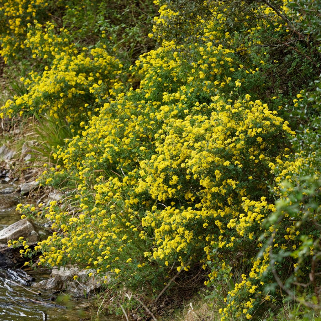 Hippocrepis emerus - Strauchkronwicke