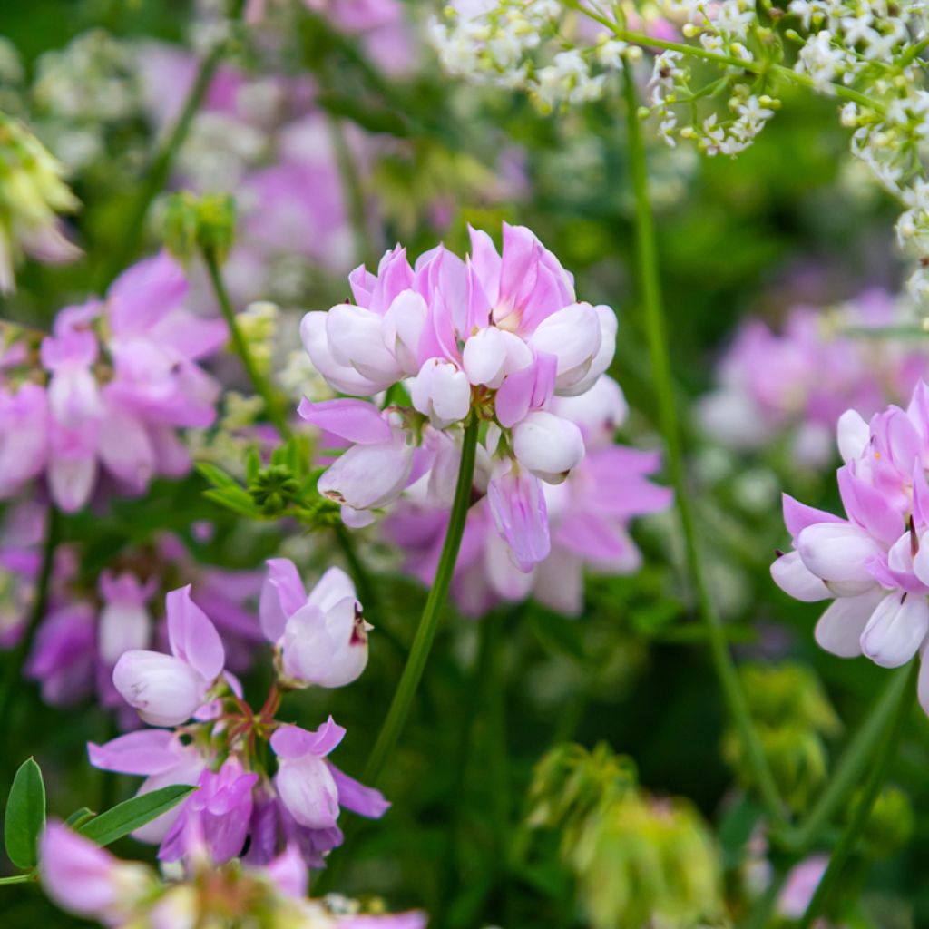Coronilla varia - Bunte Kronwicke