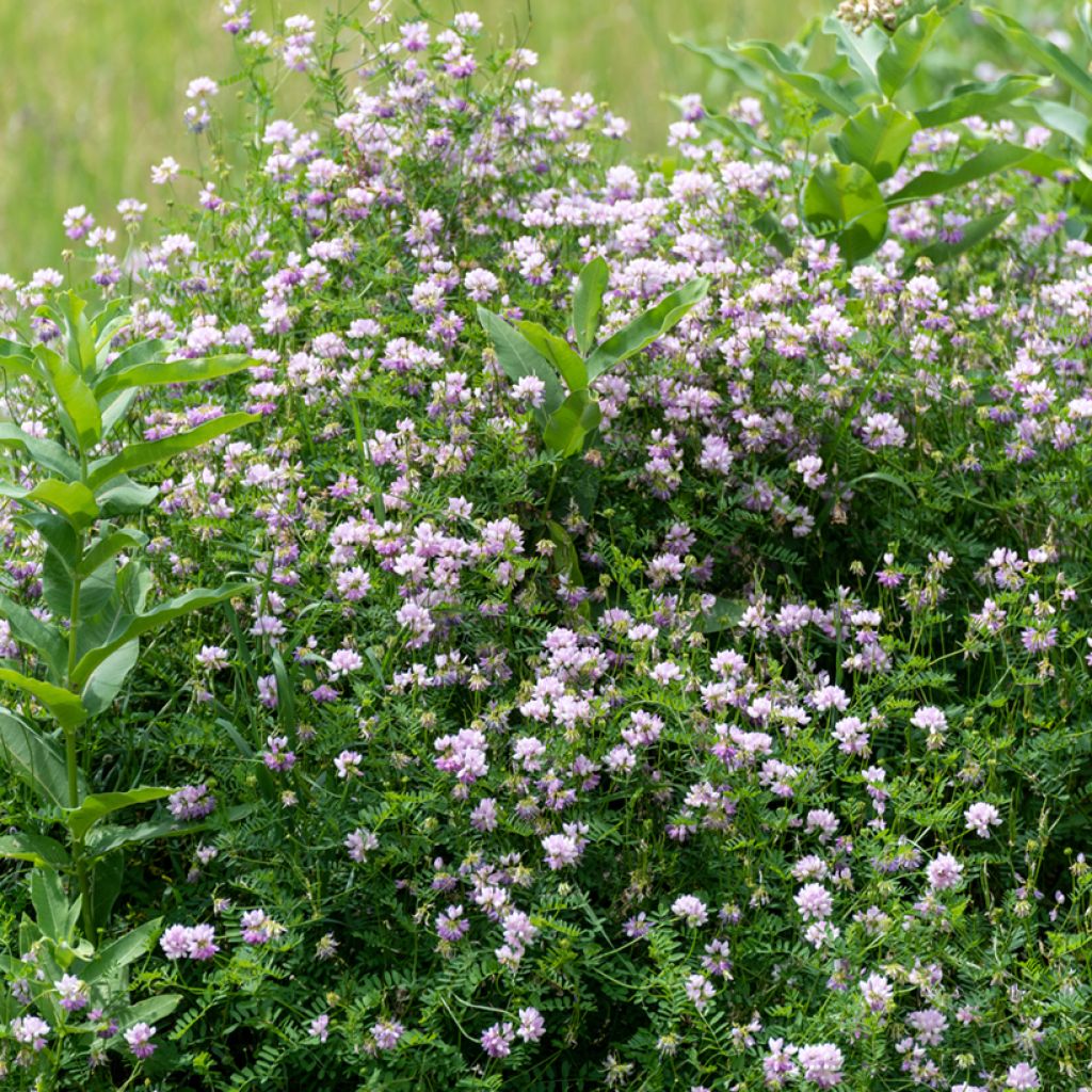 Coronilla varia - Bunte Kronwicke