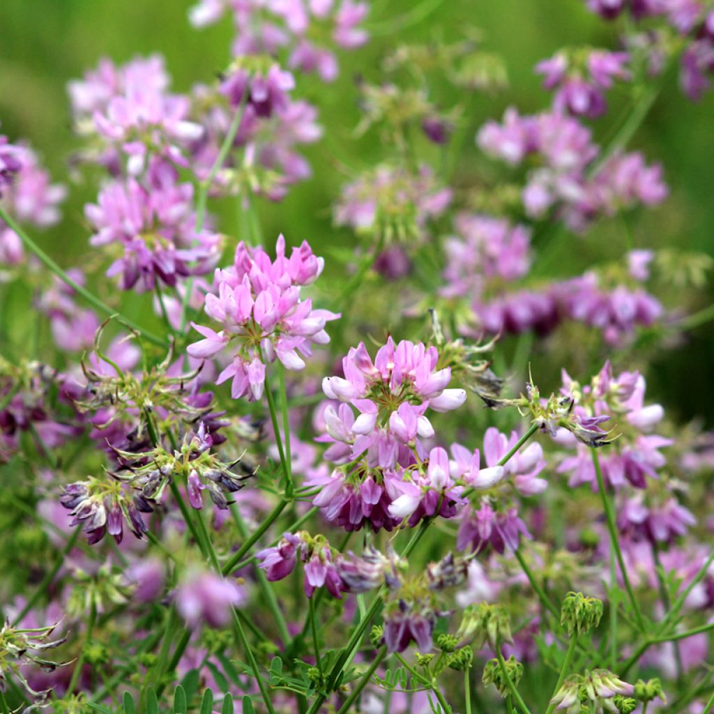 Coronilla varia - Bunte Kronwicke