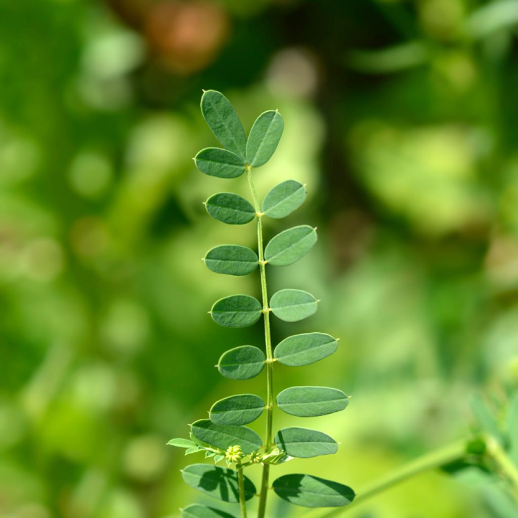 Coronilla varia - Bunte Kronwicke