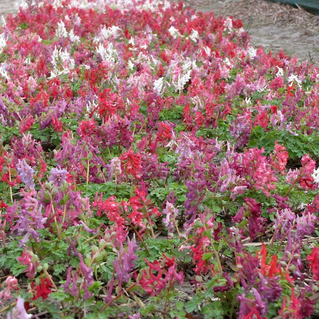 Corydalis solida Rainbow Mix - Gefingerter Lerchensporn