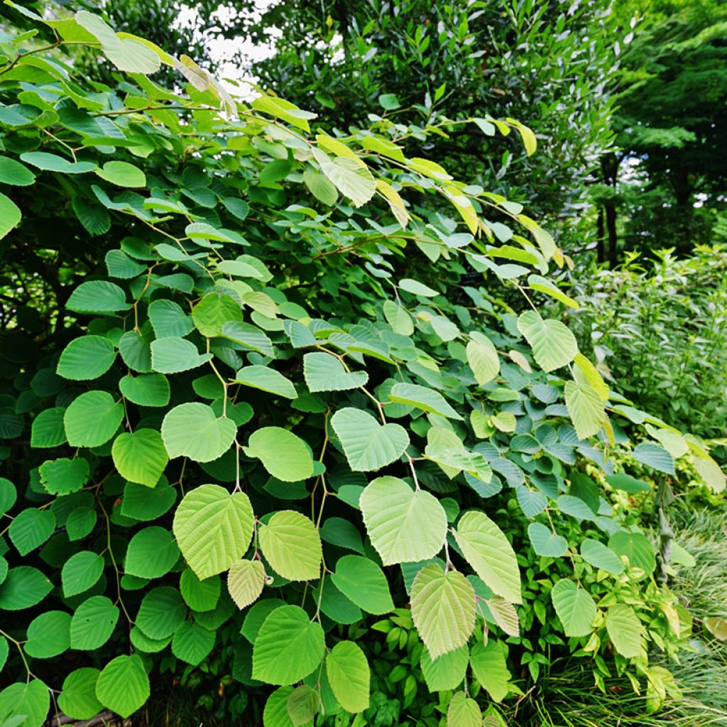 Corylopsis pauciflora - Scheinhasel