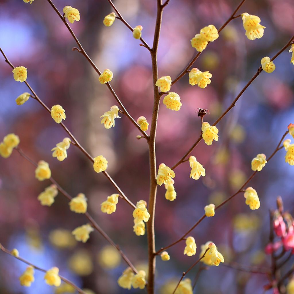 Corylopsis pauciflora - Scheinhasel