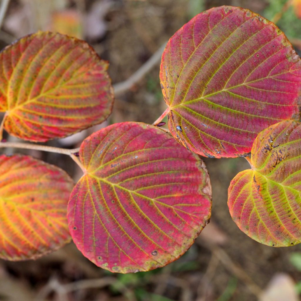 Corylopsis pauciflora - Scheinhasel