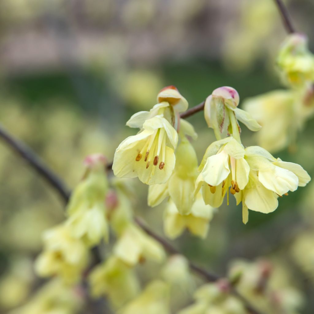 Corylopsis pauciflora - Scheinhasel