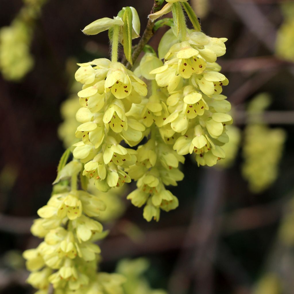 Corylopsis spicata - Scheinhasel