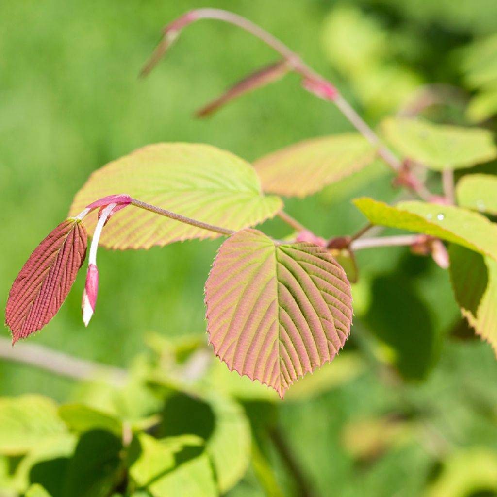 Corylopsis spicata - Scheinhasel