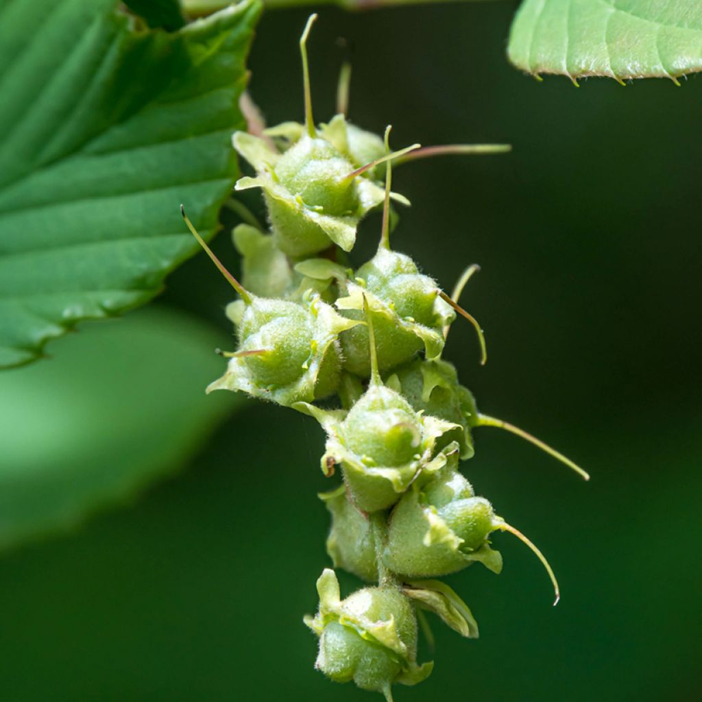 Corylopsis spicata - Scheinhasel