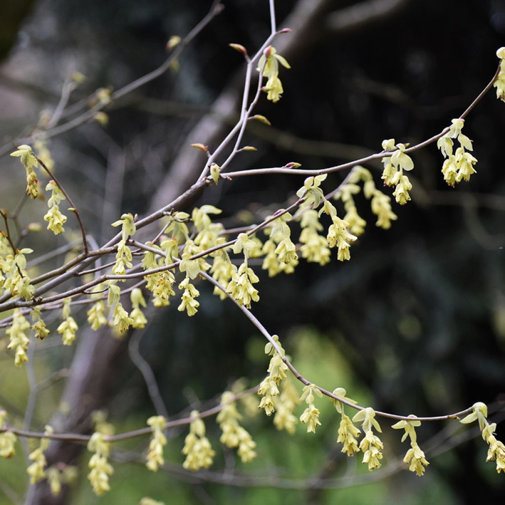 Corylopsis spicata - Scheinhasel