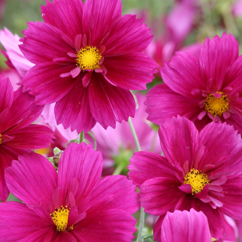 Schmuckkörbchen Fandango (Samen) - Cosmos bipinnatus