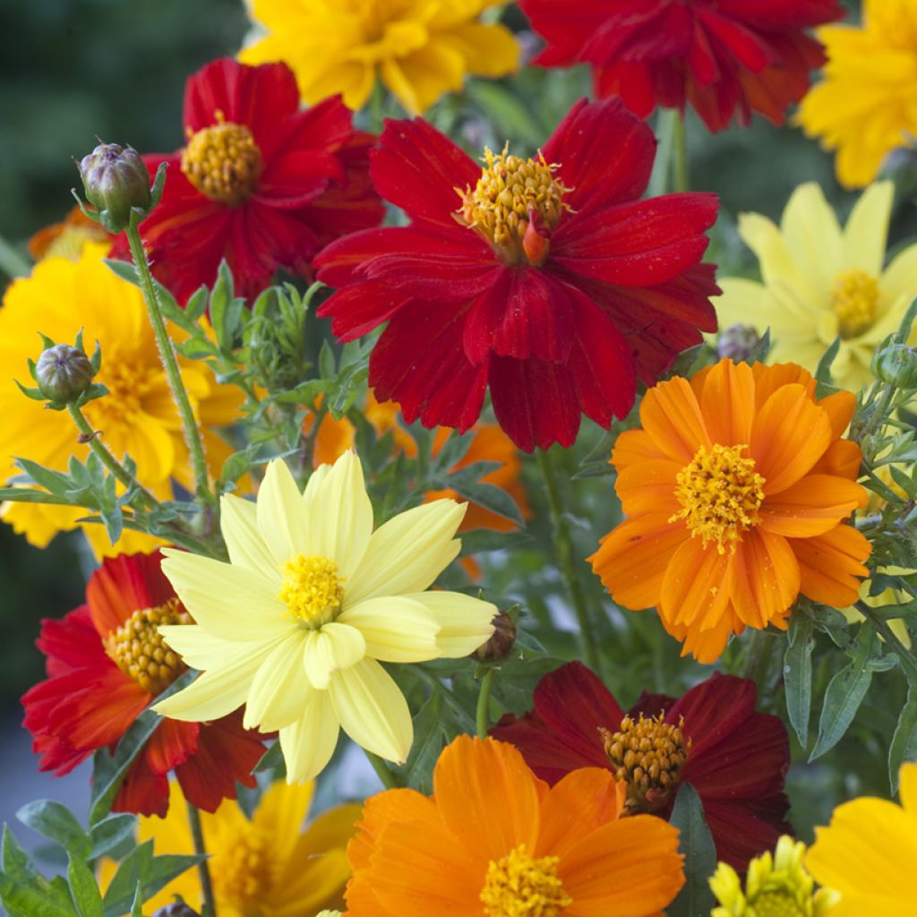 Cosmos sulphureus Brightness Mixed (Samen) - Gelbes Schmuckkörbchen