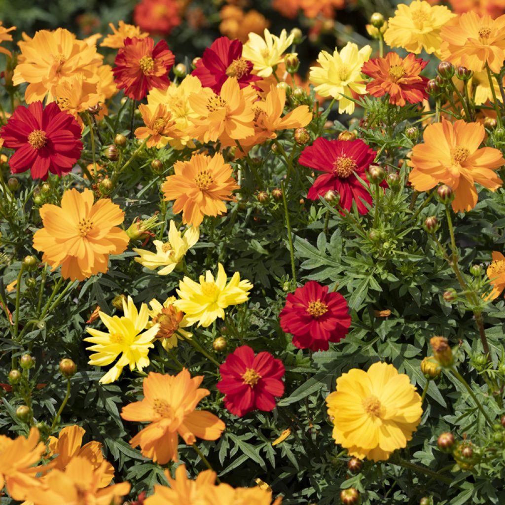 Cosmos sulphureus Brightness Mixed (Samen) - Gelbes Schmuckkörbchen