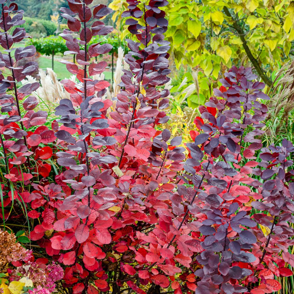 Perückenstrauch Grace - Cotinus