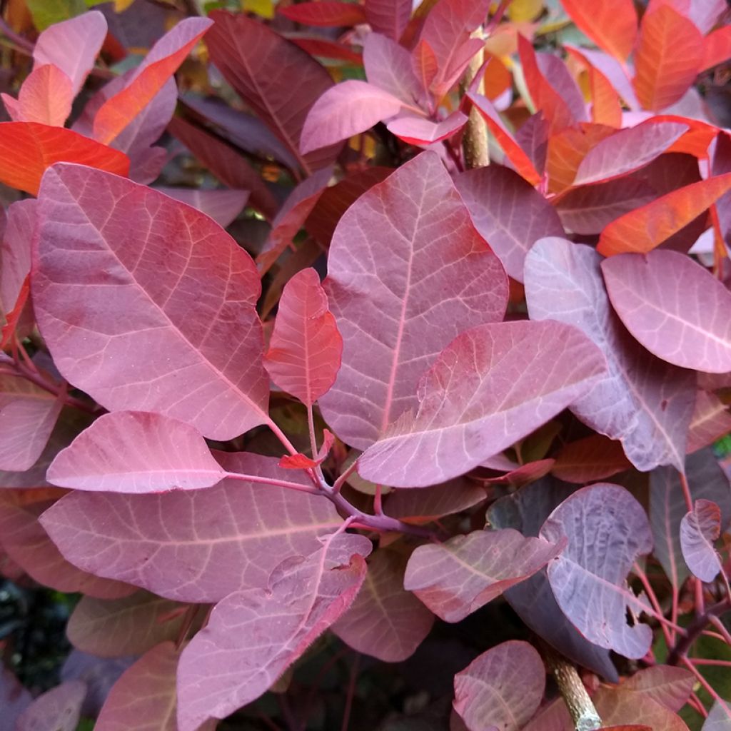 Perückenstrauch Grace - Cotinus