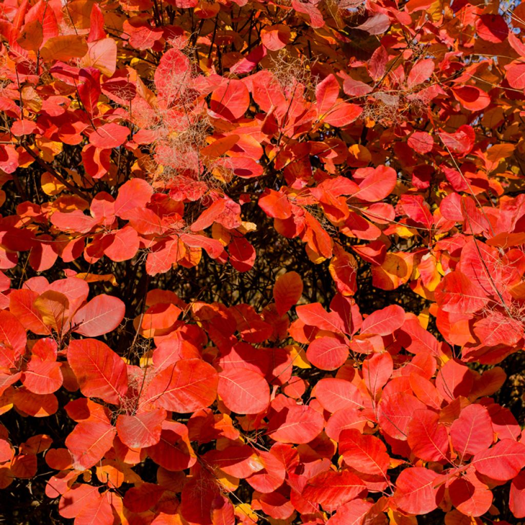Perückenstrauch Grace - Cotinus