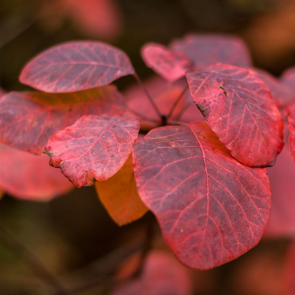 Perückenstrauch Grace - Cotinus