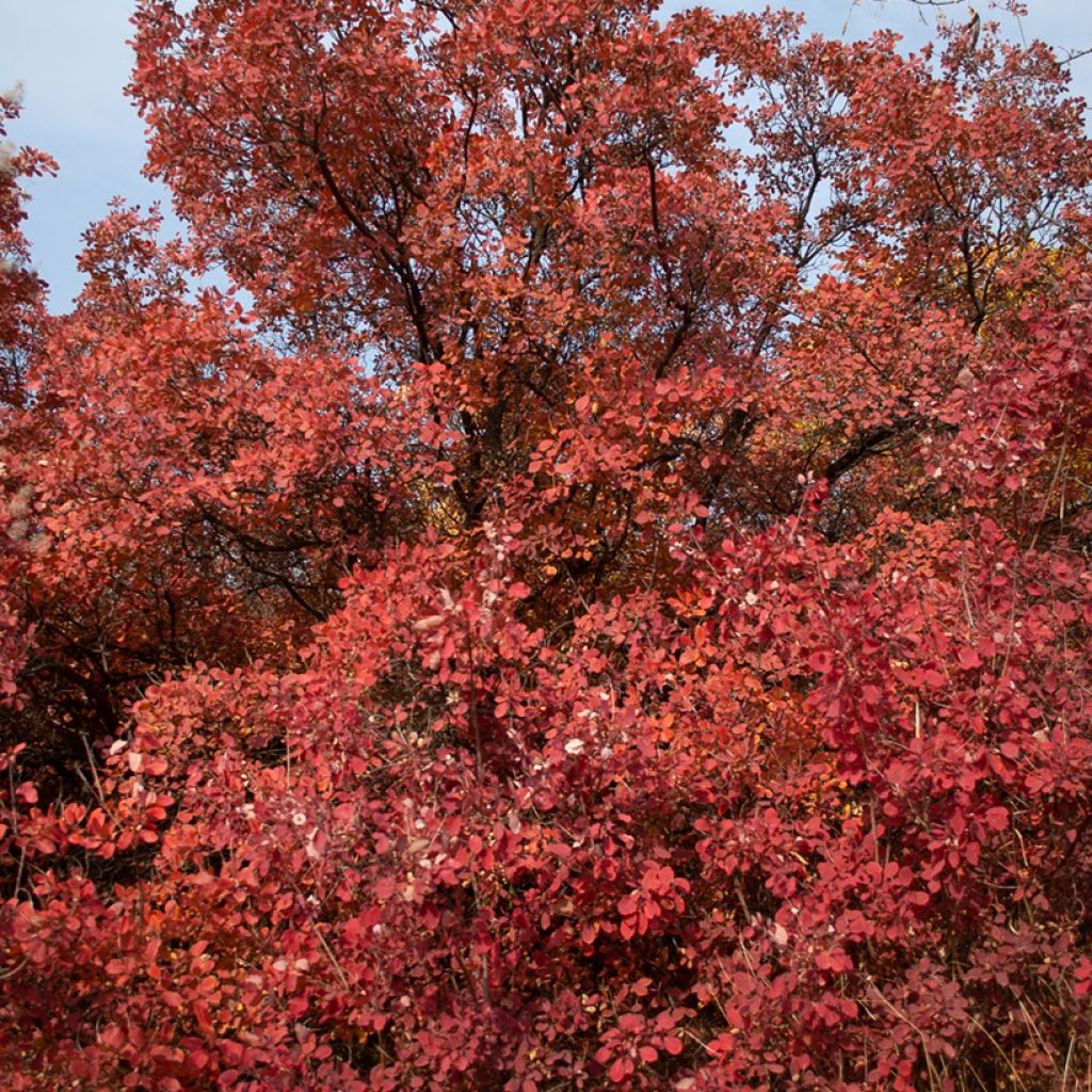 Perückenstrauch Grace - Cotinus