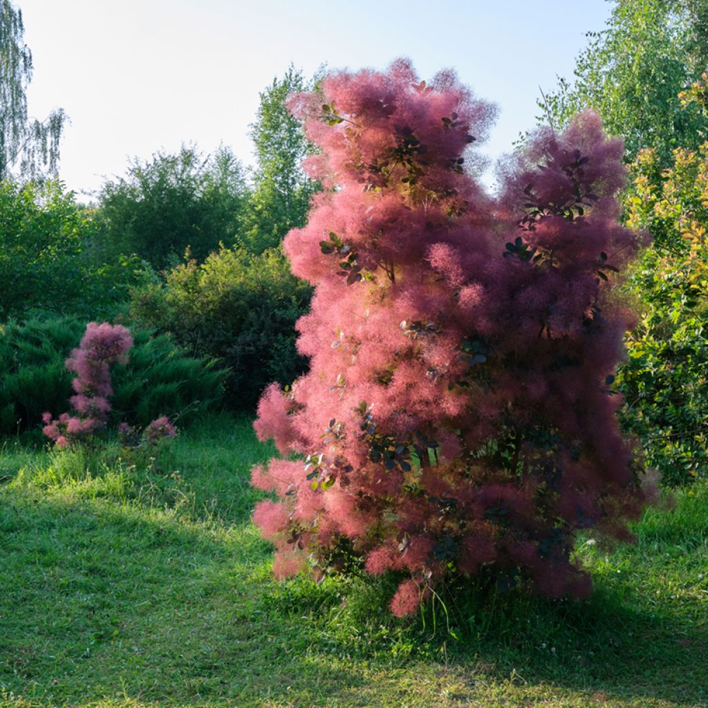 Perückenstrauch - Cotinus coggygria